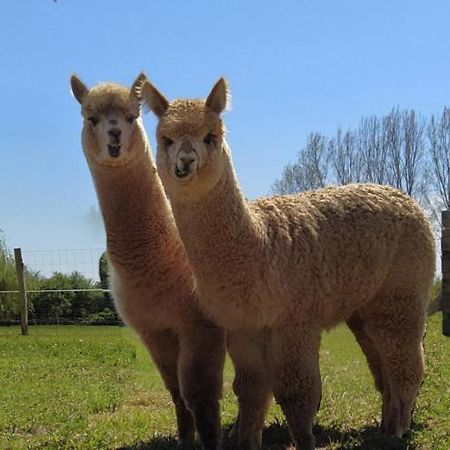 Domaine Ramonjavel, Glamping & Alpaca'S Bed & Breakfast Fongrave Luaran gambar