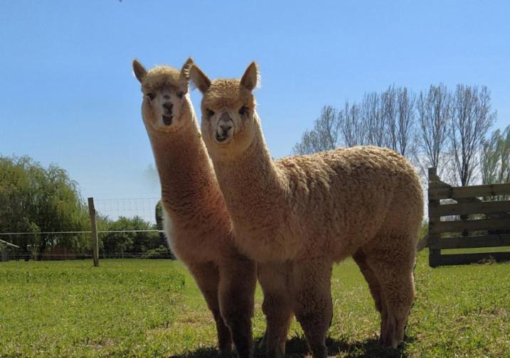 Domaine Ramonjavel, Glamping & Alpaca'S Bed & Breakfast Fongrave Luaran gambar