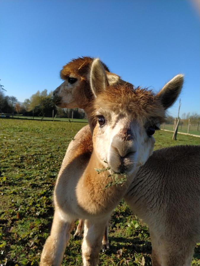 Domaine Ramonjavel, Glamping & Alpaca'S Bed & Breakfast Fongrave Luaran gambar